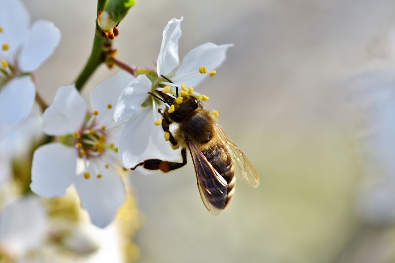 jardinerie-MOUGINS-min_bee-4092986